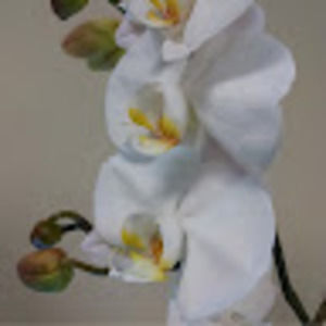 Meet your Posher, Priscilla